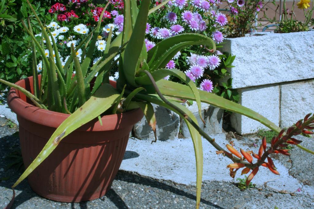 Camping Delfino Albenga Rom bilde